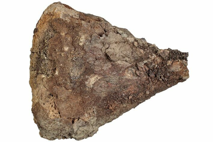 Partial Dinosaur (Edmontosarus?) Limb Bone - Wyoming #233833